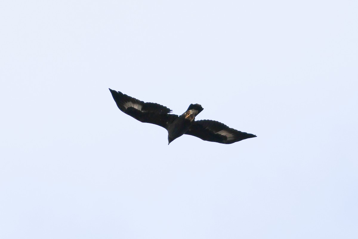 Golden Eagle - ML644823296