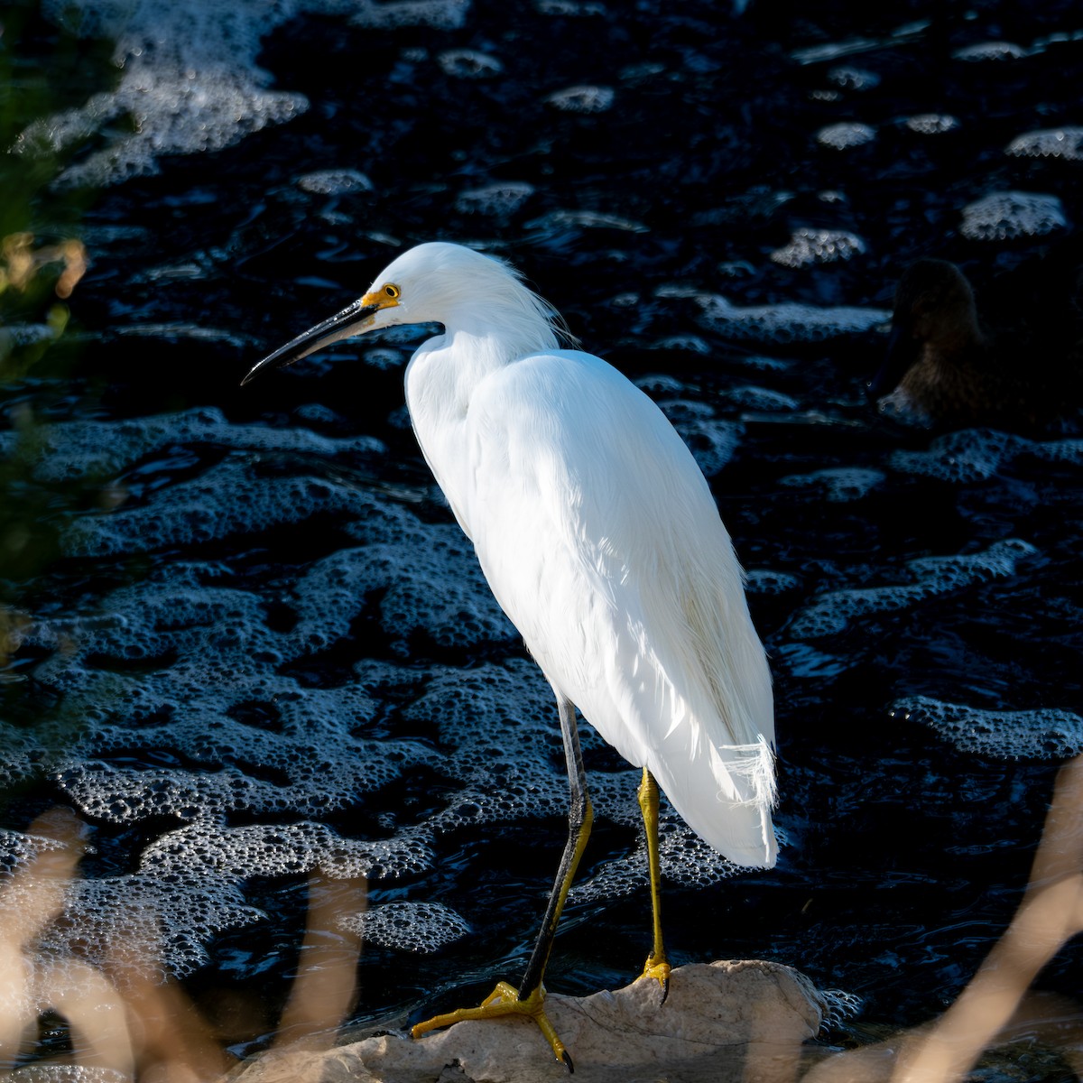Snowy Egret - ML644823301