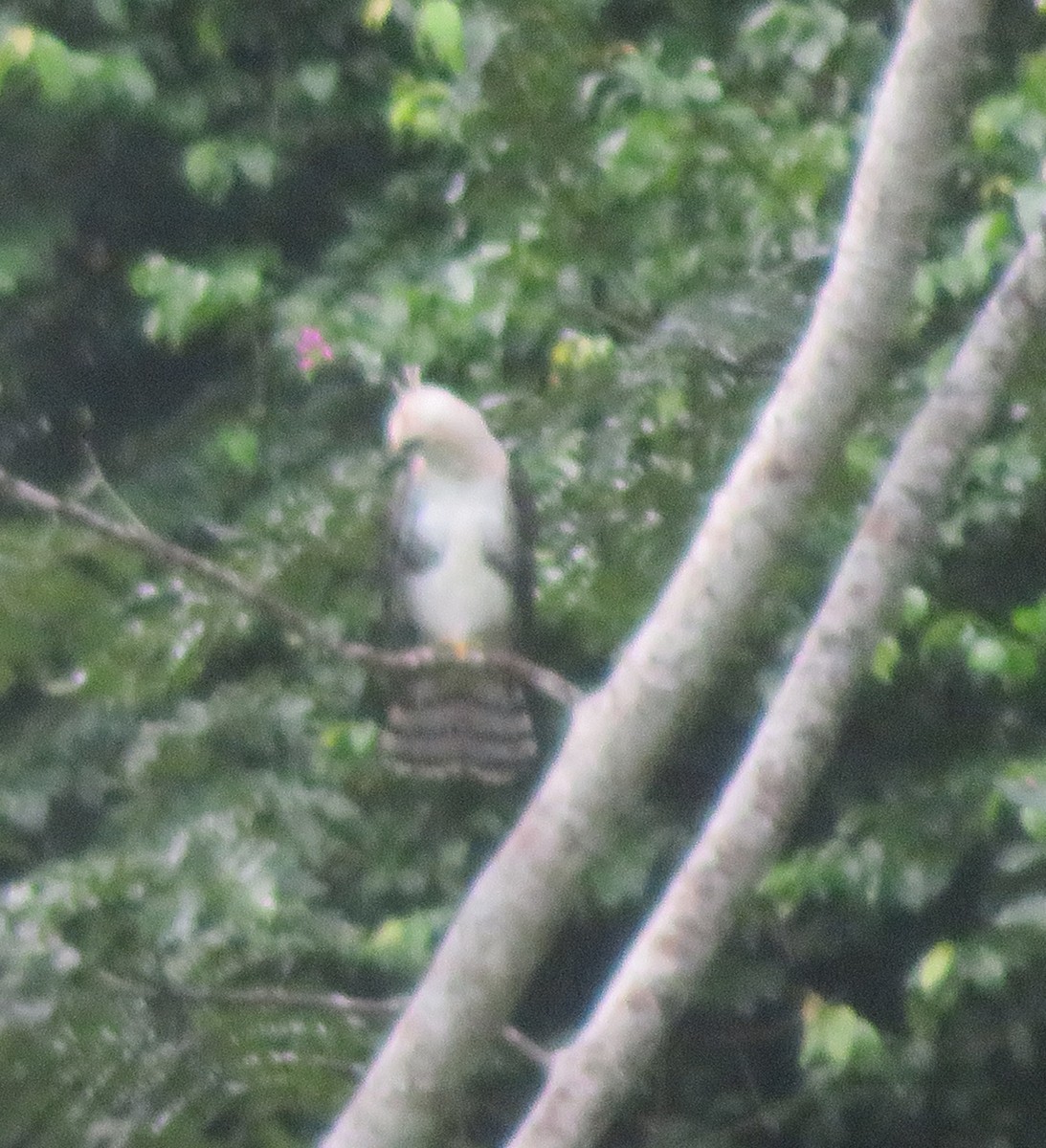 orel zdobený - ML644823310