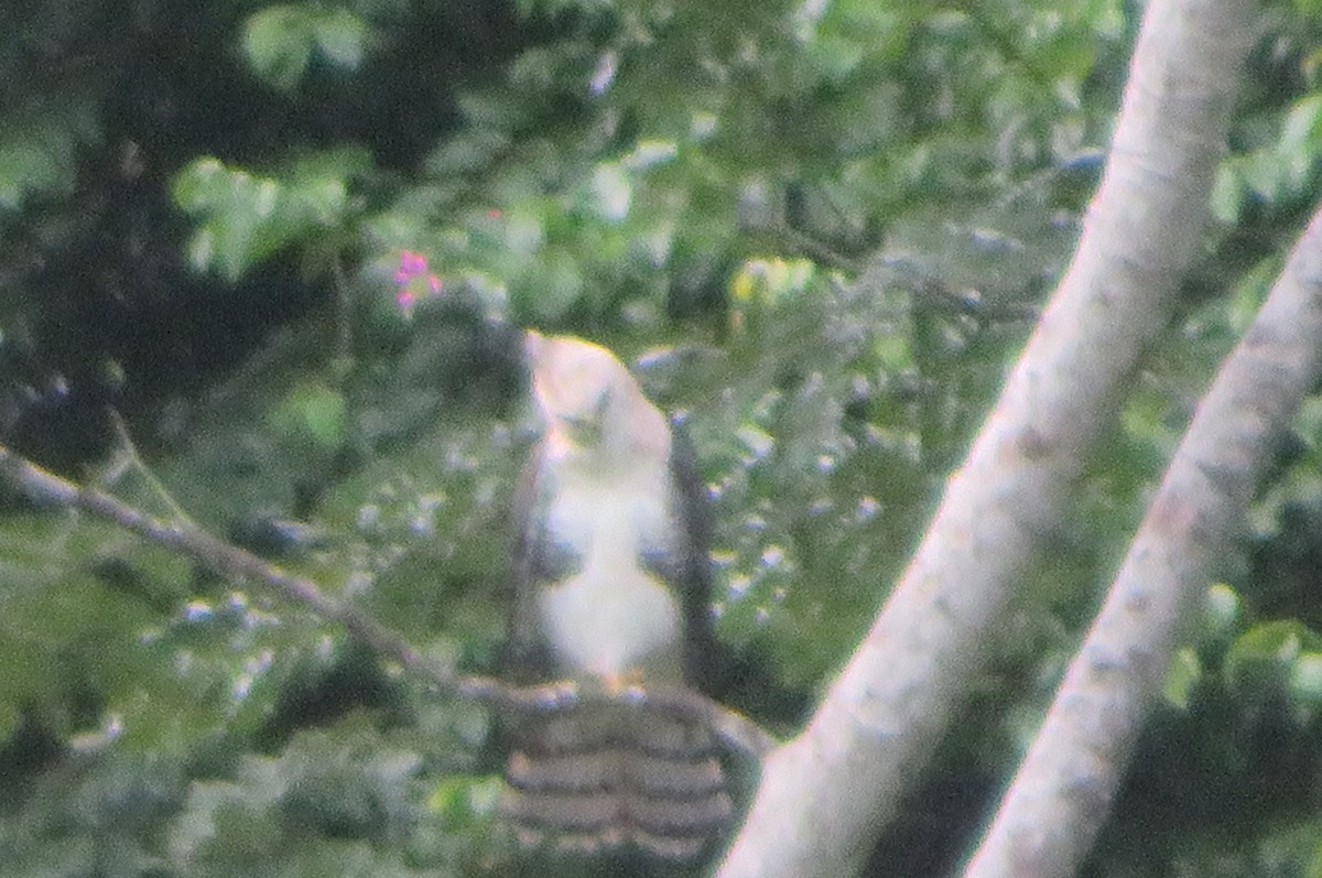 orel zdobený - ML644823314