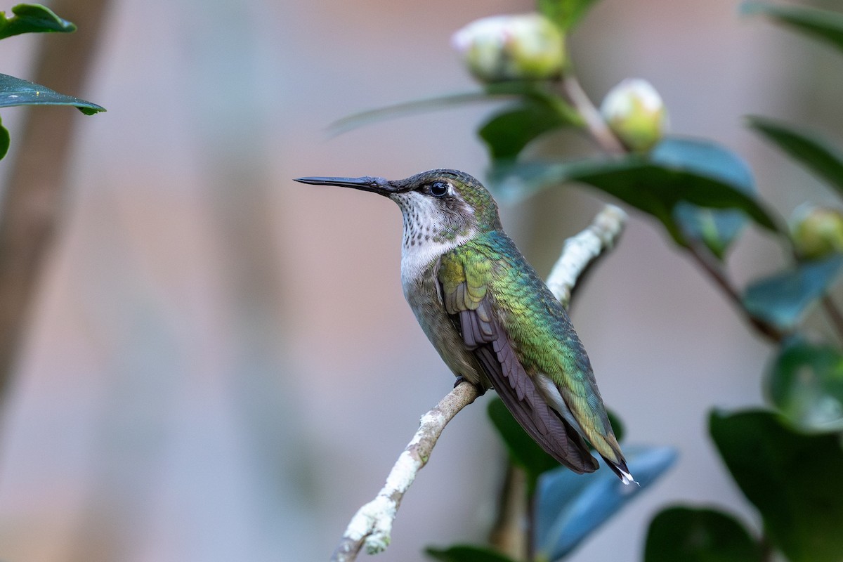 Рубиновогорлый колибри - ML644823357