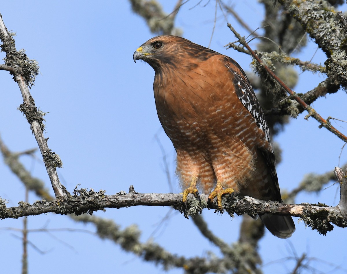 Red-shouldered Hawk - ML644823365