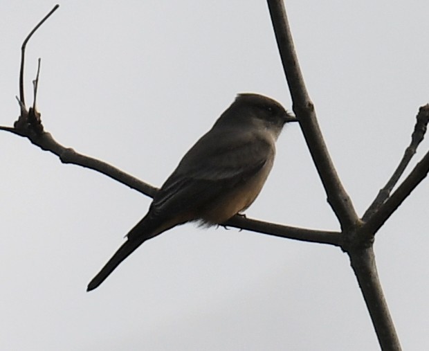 Say's Phoebe - ML644823370