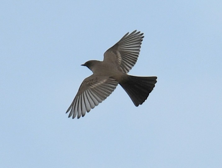 Say's Phoebe - ML644823371