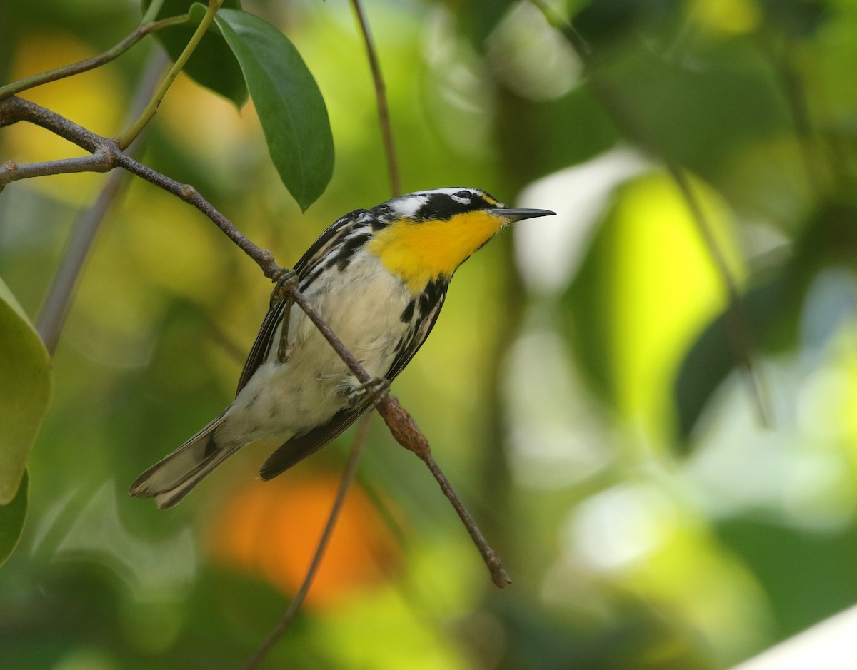 lesňáček zlatohrdlý (ssp. dominica/stoddardi) - ML644823392