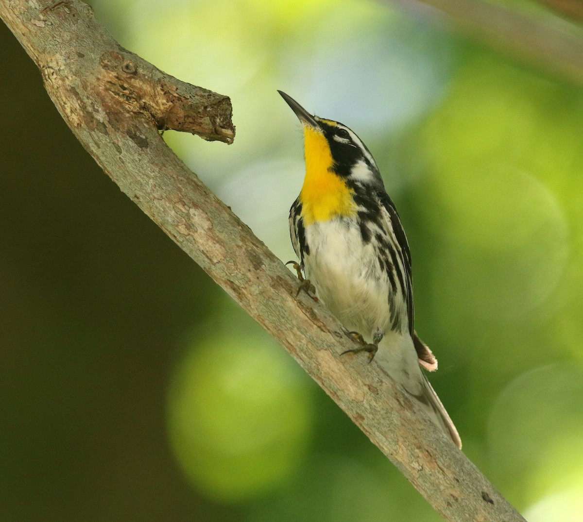 lesňáček zlatohrdlý (ssp. dominica/stoddardi) - ML644823393