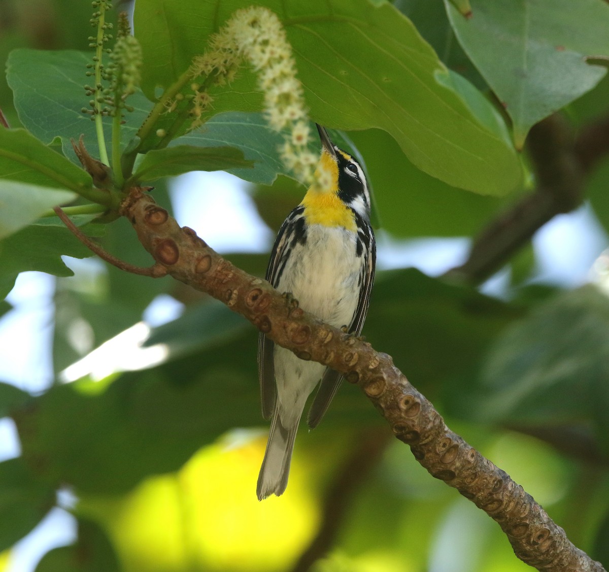 lesňáček zlatohrdlý (ssp. dominica/stoddardi) - ML644823394