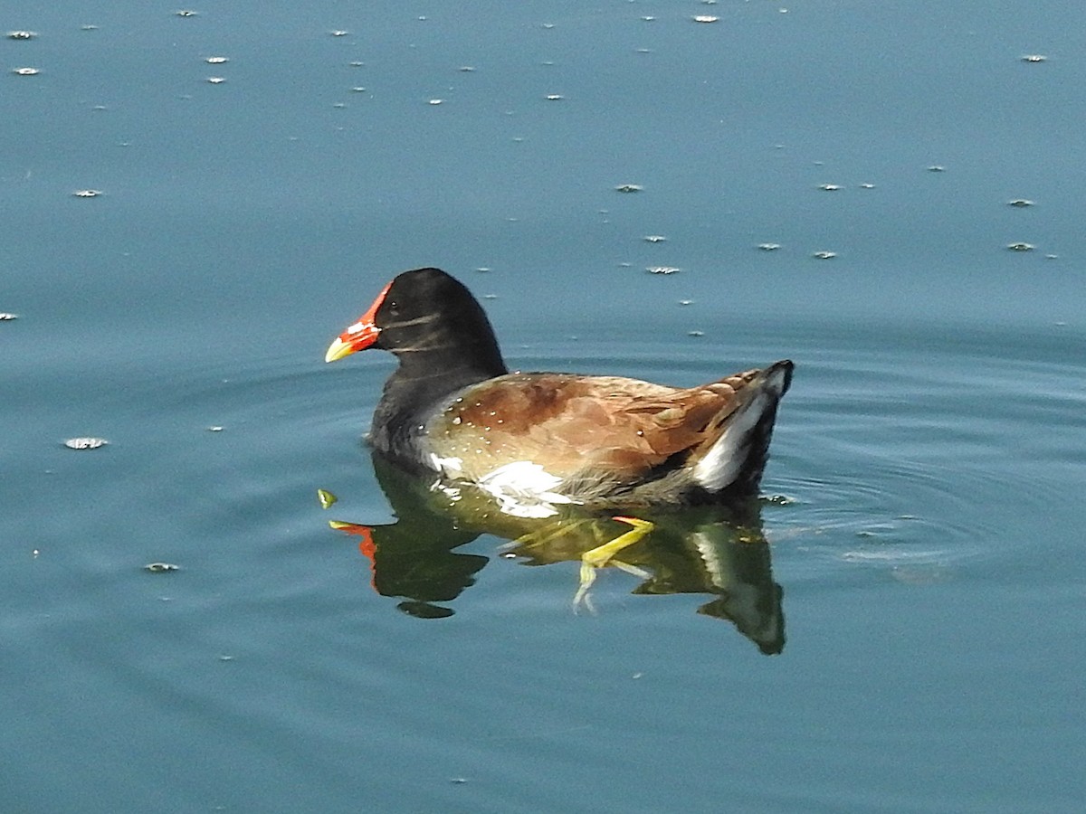 Common Gallinule - ML644823408