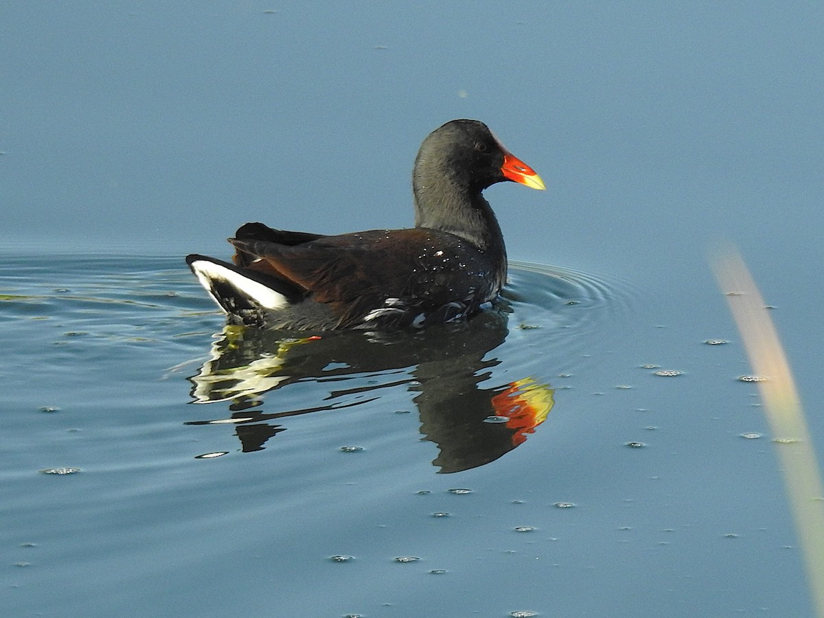 Common Gallinule - ML644823409