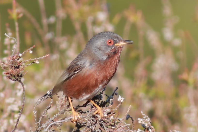 Funda Ötleğeni - ML644823413