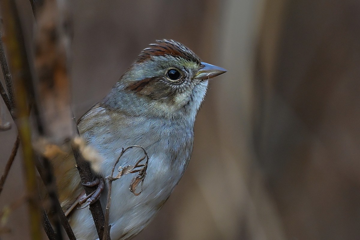 Bruant des marais - ML644823414