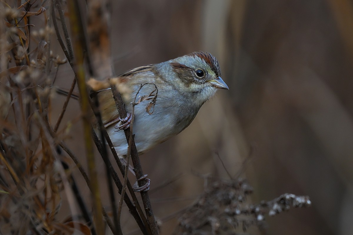 Bruant des marais - ML644823415