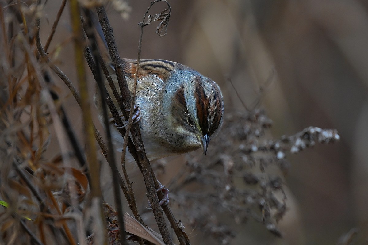 Bruant des marais - ML644823416