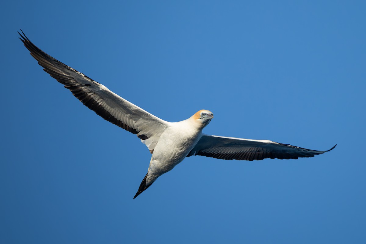 Australasian Gannet - ML644823422