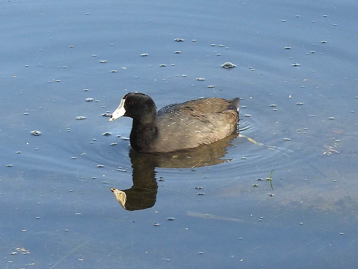 Foulque d'Amérique - ML644823435