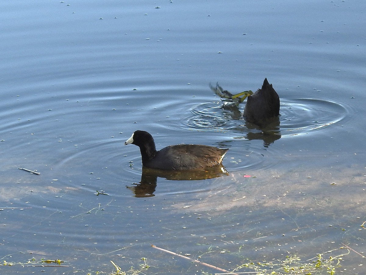 Foulque d'Amérique - ML644823436