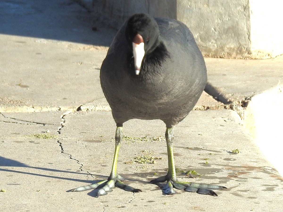 Foulque d'Amérique - ML644823437