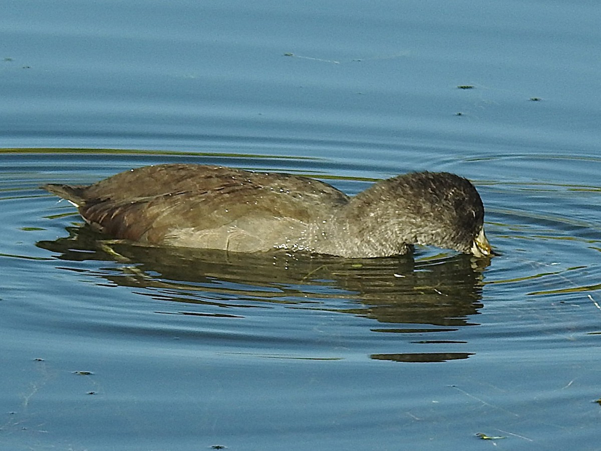 Foulque d'Amérique - ML644823438