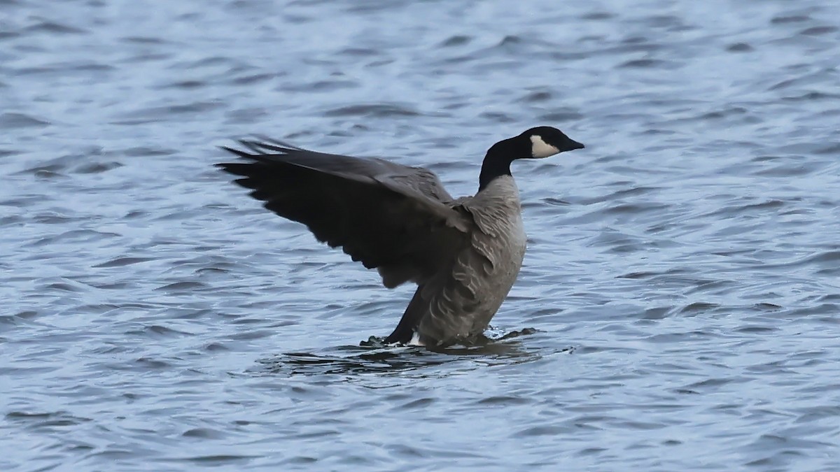 berneška malá - ML644823439