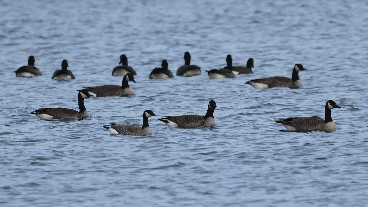 berneška malá - ML644823442