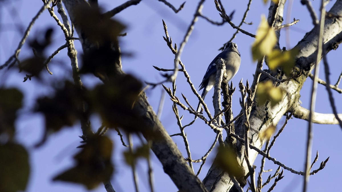 Blue Jay - ML644823450