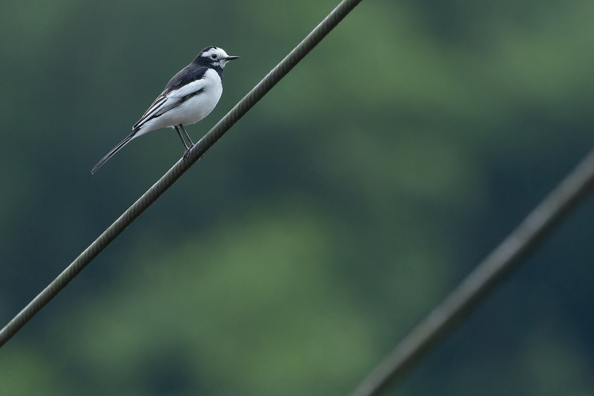 konipas bílý (ssp. alboides) - ML644823463