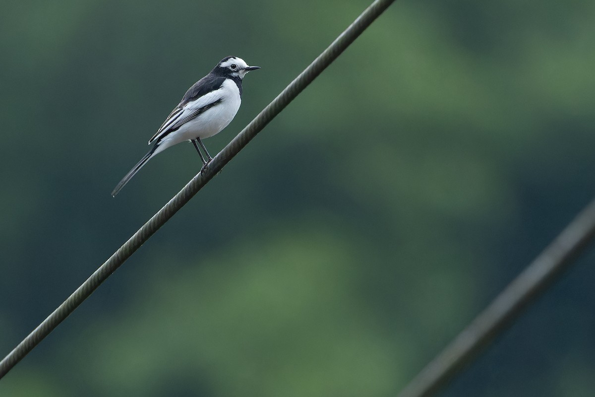 konipas bílý (ssp. alboides) - ML644823464