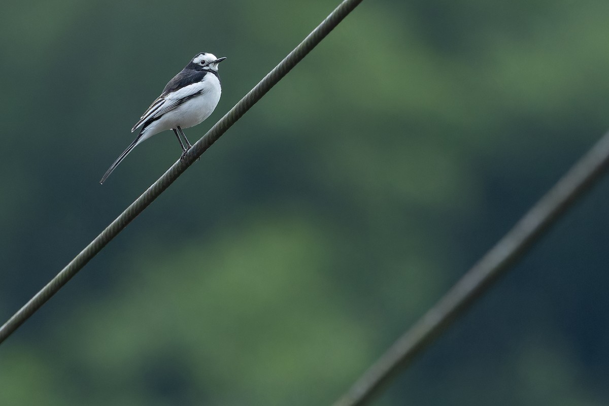 konipas bílý (ssp. alboides) - ML644823465