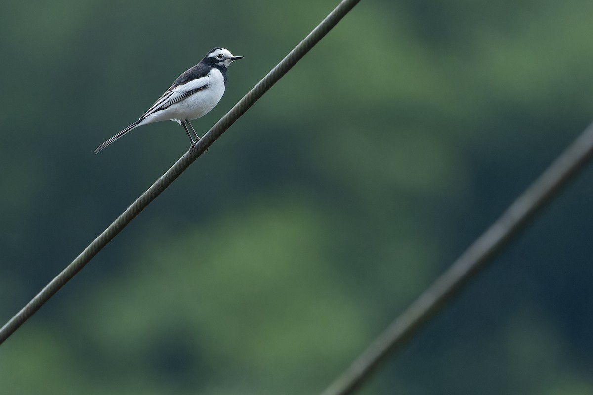 konipas bílý (ssp. alboides) - ML644823466