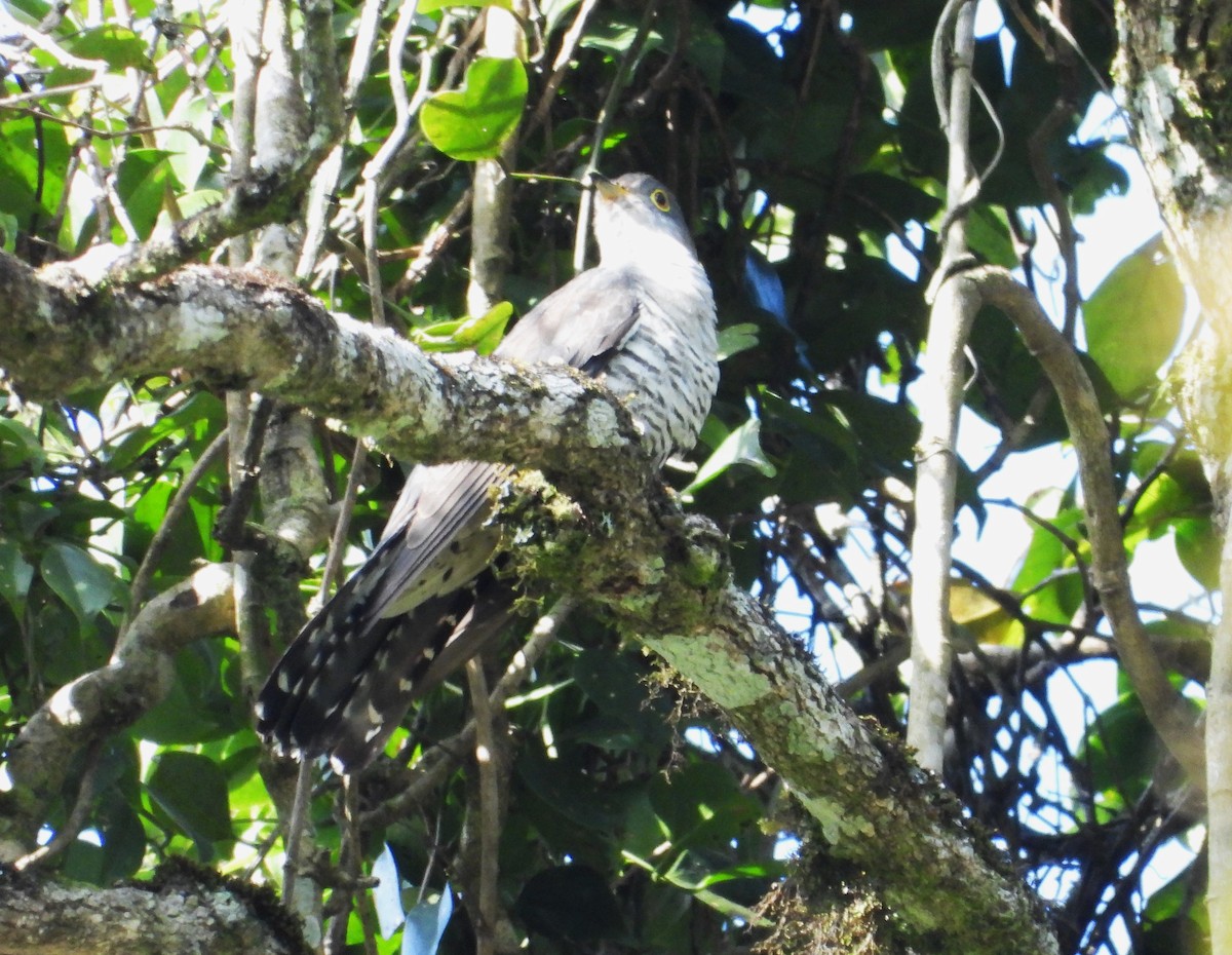 Мадагаскарская кукушка - ML644823467
