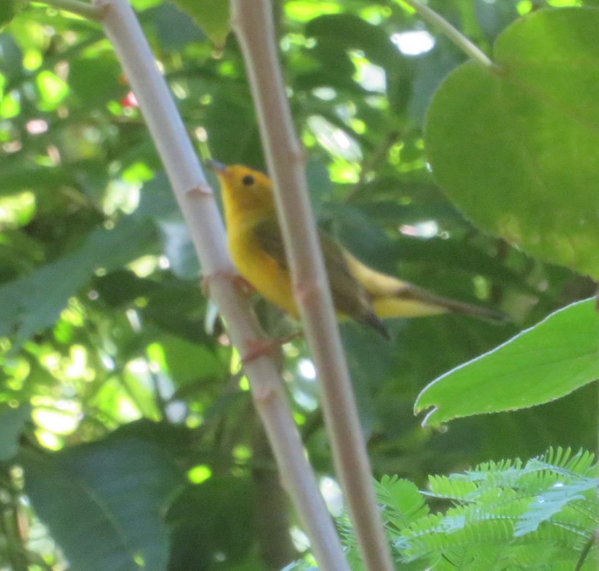 Wilson's Warbler - ML644823492
