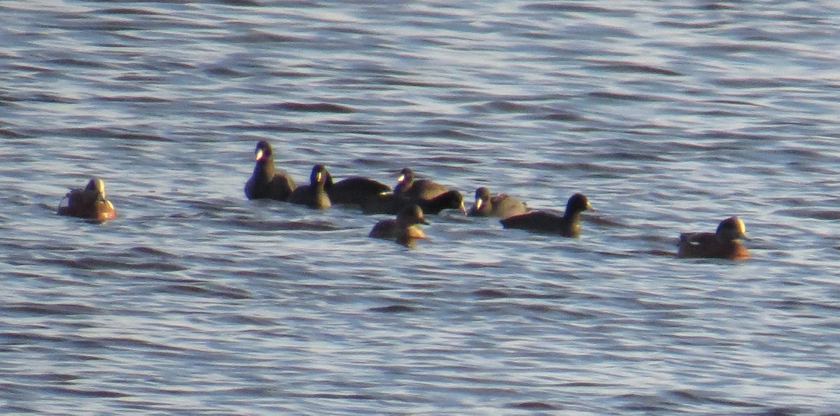 Foulque d'Amérique - ML644823496