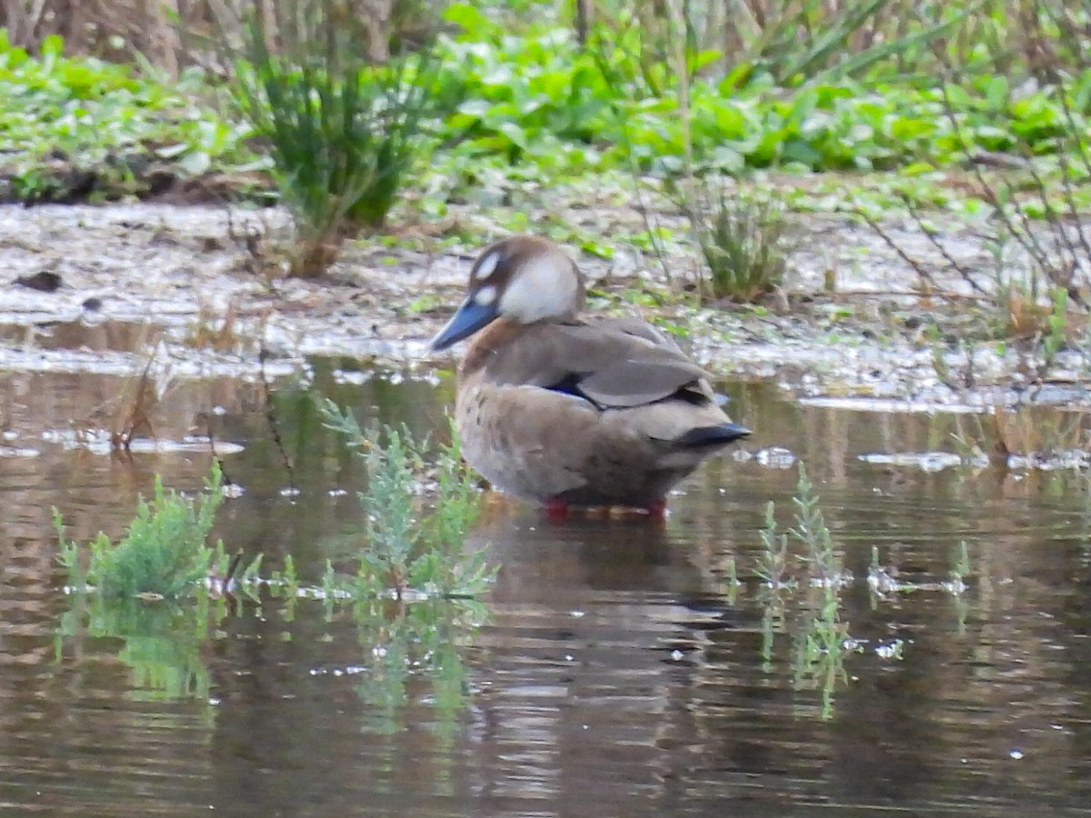 Brazilian Teal - ML644823502