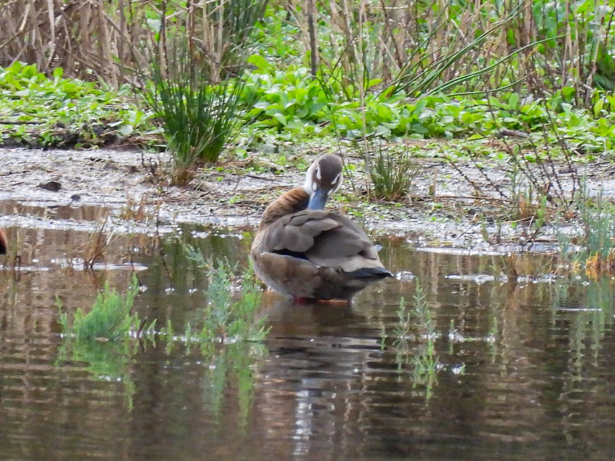 Brazilian Teal - ML644823503