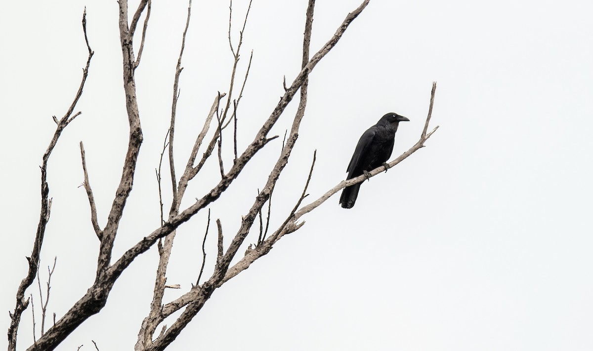 Forest Raven - ML644823512