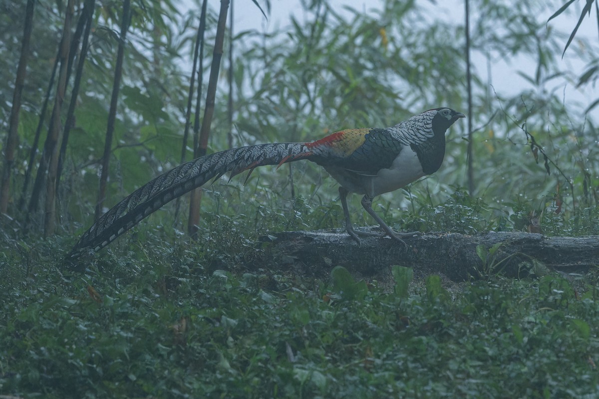 bažant diamantový - ML644823531