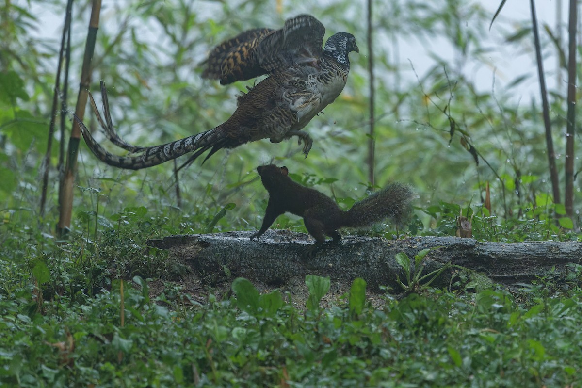 bažant diamantový - ML644823532