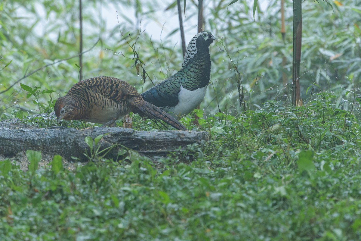 bažant diamantový - ML644823533