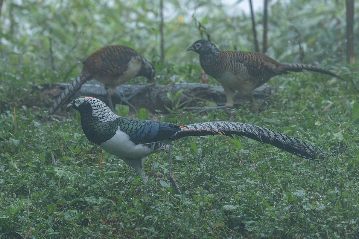 bažant diamantový - ML644823534