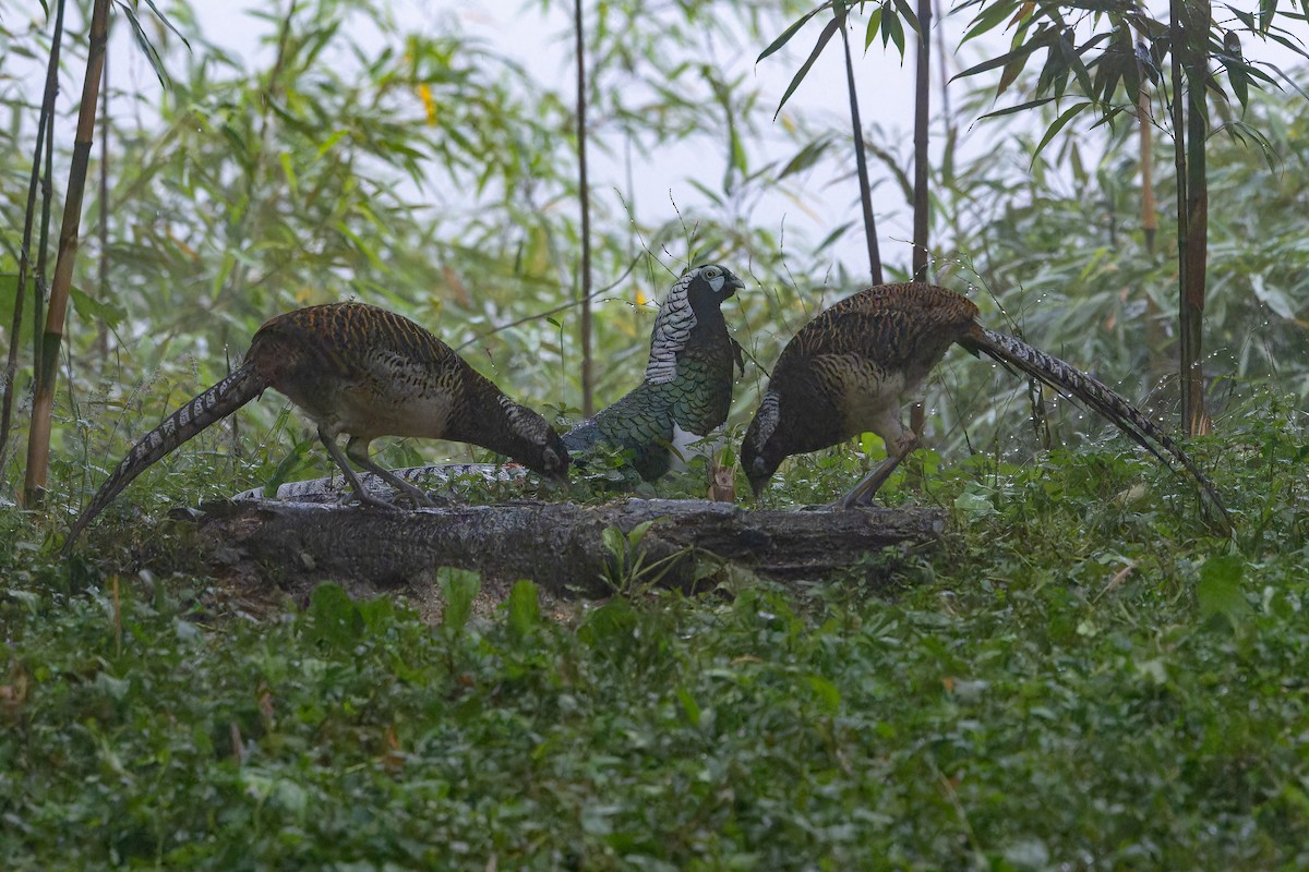 bažant diamantový - ML644823535