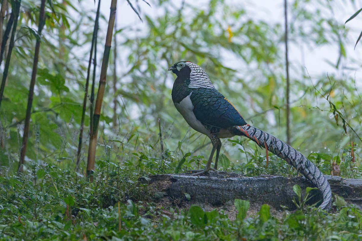 bažant diamantový - ML644823536