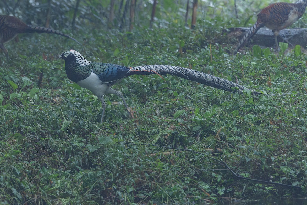 bažant diamantový - ML644823537