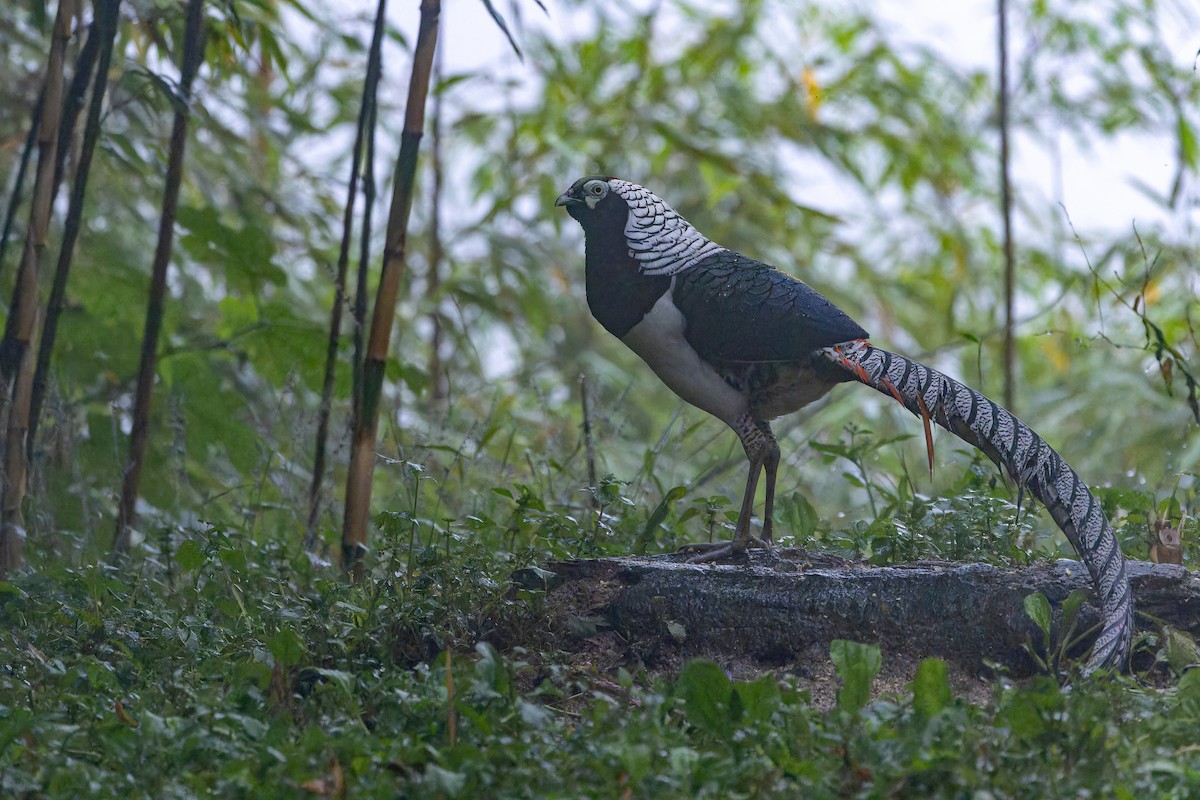 bažant diamantový - ML644823538