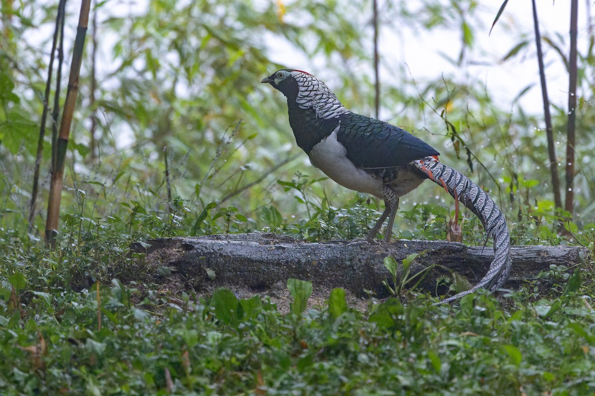 bažant diamantový - ML644823539