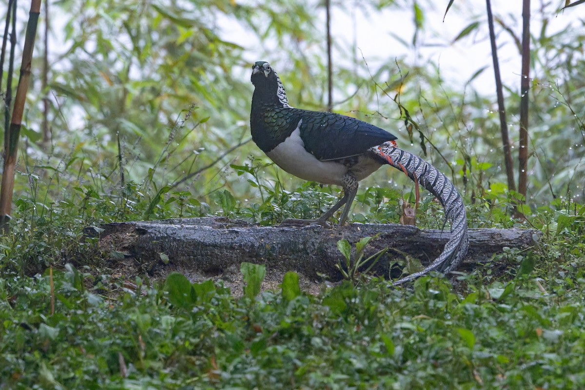 bažant diamantový - ML644823540