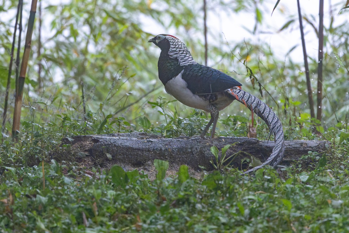 bažant diamantový - ML644823541