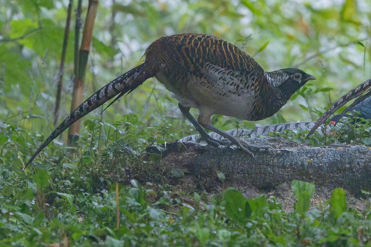 bažant diamantový - ML644823542