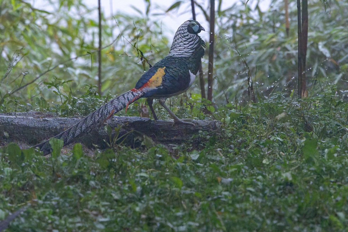 bažant diamantový - ML644823543