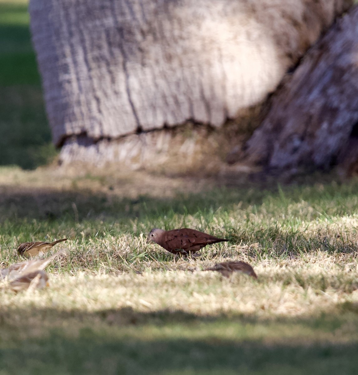 Ruddy Ground Dove - ML644823551