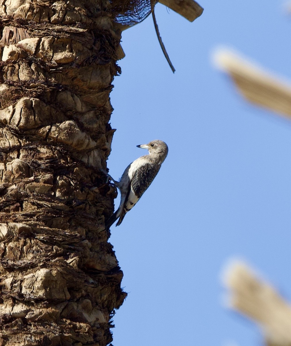 Red-headed Woodpecker - ML644823571